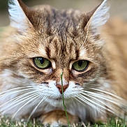 Gracy participe au concours pour gagner de l'argent avec cette photo : cat, close_up, green_eyes, whiskers, grass, animal, feline, outdoor, nature, curious, fur, ears, nose, portrait, mammal, focus, wildlife, pet, soft, brown