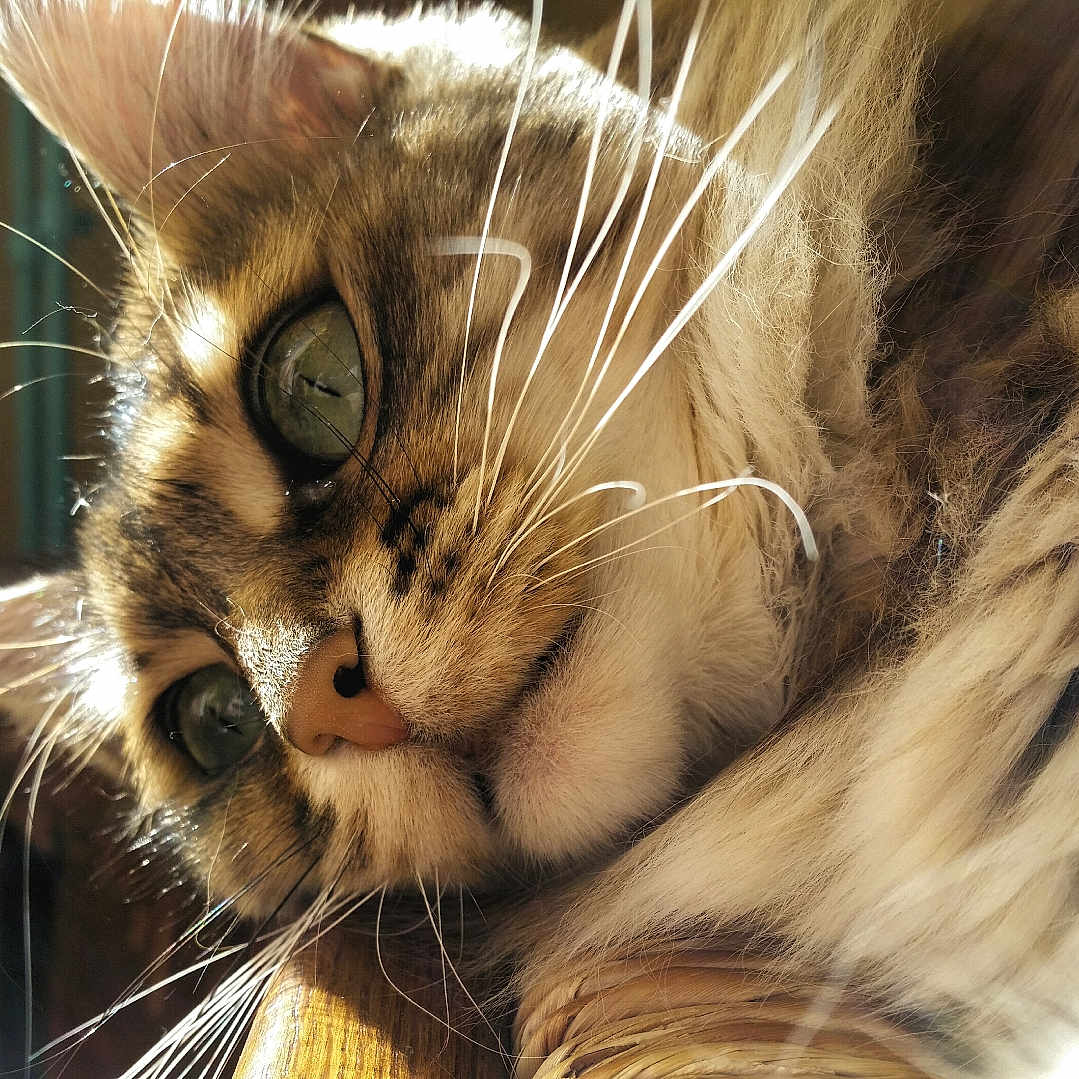 Gracy participe au concours pour gagner de l'argent avec cette photo : cat, close_up, whiskers, furry, sunlight, indoor, pet, animal, relaxed, face, portrait, cute, domestic, sleepy, cozy, feline, soft, warm_light, tabby, resting