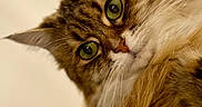 Gracy participe au concours pour gagner de l'argent avec cette photo : cat, tabby, green_eyes, close_up, fluffy, fur, whiskers, pet, animal, cute, domestic_animal, mammal, portrait, looking, face, head, indoor, brown, soft, feline