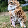 Gracy participe au concours pour gagner de l'argent avec cette photo : cat, fluffy, green_eyes, leash, pink_leash, grass, outdoor, pet, animal, nature, fur, portrait, cute, whiskers, ears, muzzle, sitting, looking_away, daylight, background_blur