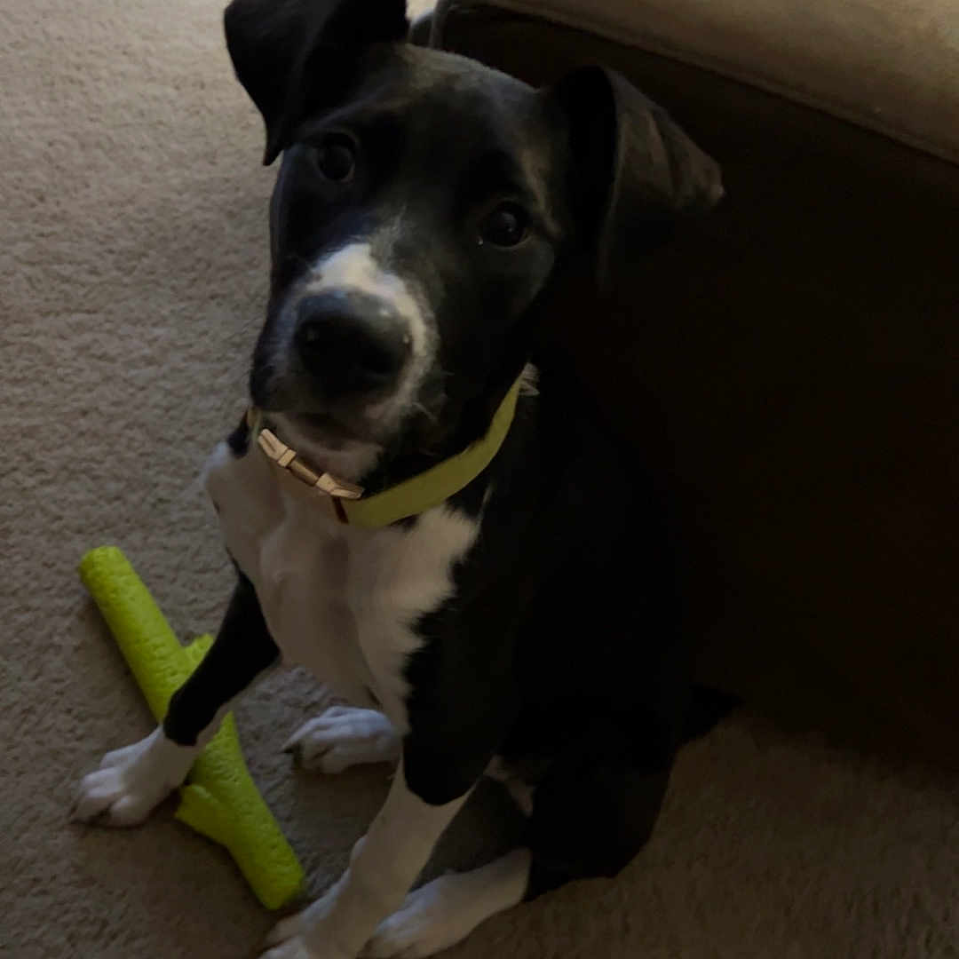 Oakley is registered to the contest to win money with this photo: animal, architecture, building, bulldog, canine, chair, couch, cushion, dog, furniture, homedecor, hound, indoors, interiordesign, labradorretriever, livingroom, pet, pointer, puppy, room