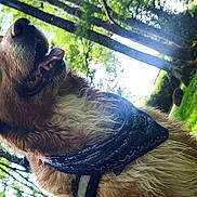 Despé a rejoint le concours — aidez-le/la à gagner de superbes lots ! animal, bandana, bench, canine, daylight, dog, golden_retriever, grass, greenery, happy, mammal, nature, outdoor, park, pet, playful, sunlight, tongue_out, trees, wet_fur