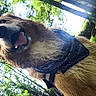 Despé participe au concours pour gagner de l'argent avec cette photo : animal, bandana, canine, dog, forest, friendly, golden_retriever, grass, greenery, happy, mammal, nature, outdoor, pet, playful, portrait, summer, sunlight, tongue_out, trees