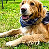 Despé participe au concours pour gagner de l'argent avec cette photo : animal, bandana, building, canine, casual, chair, dog, furniture, golden_retriever, grass, happy, lawn, nature, outdoor, pet, portrait, resting, smiling, sunlight, window