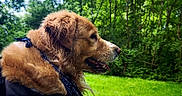 Despé a rejoint le concours — aidez-le/la à gagner de superbes lots ! adventure, animal, bandana, canine, dog, forest, fur, golden_retriever, grass, greenery, happy, nature, outdoor, pet, portrait, side_view, summer, sunlight, tongue, wet_fur