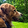 adventure, animal, bandana, canine, dog, forest, fur, golden_retriever, grass, greenery, happy, nature, outdoor, pet, portrait, side_view, summer, sunlight, tongue, wet_fur