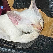 Yin Yin joined the competition — help win amazing prizes! cat, kitten, sleeping, white_fur, ear, paw, bubble_wrap, cardboard, close_up, pet, animal, resting, cute, feline, indoor, soft, peaceful, whiskers, nose, fur