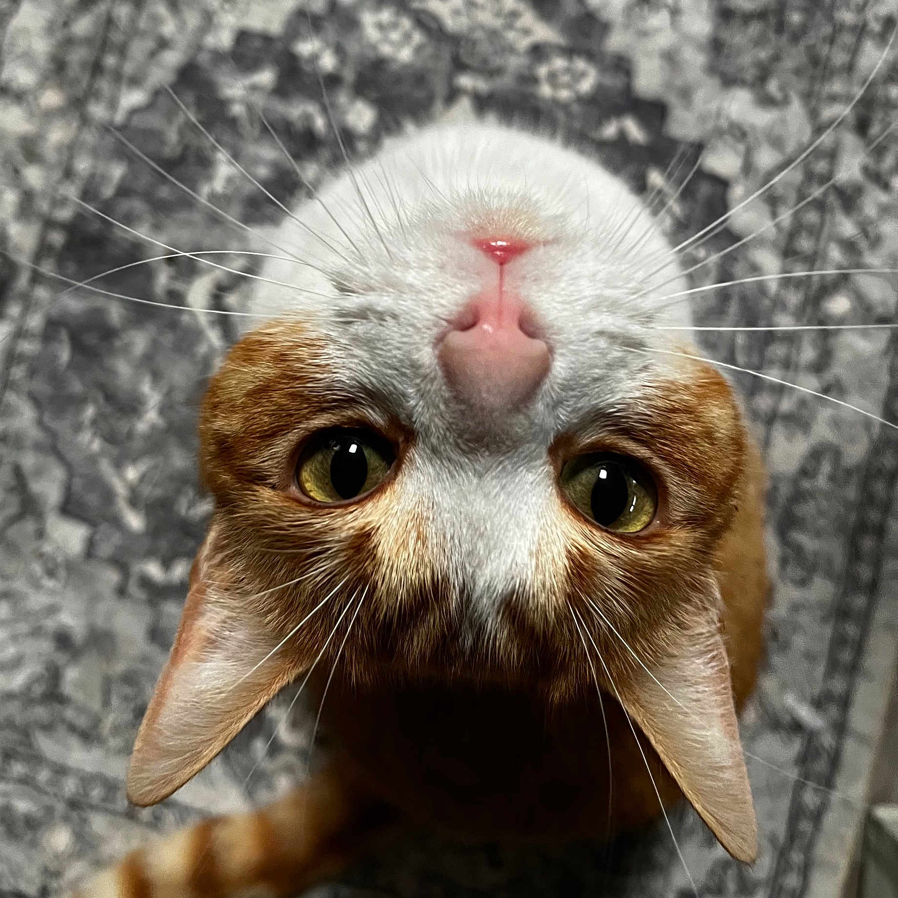 Johnny joined the competition — help win amazing prizes! abyssinian, angora, animal, bodypart, cat, hardwood, kitten, manx, mouth, person, pet, siamese, snout, tongue, wood