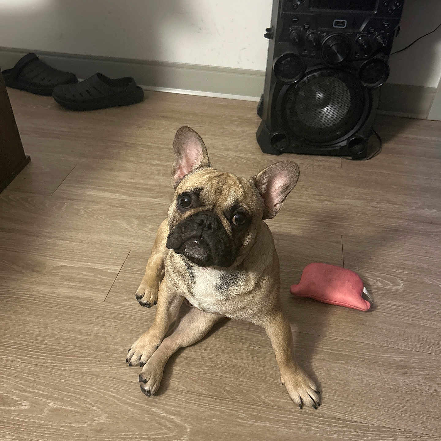 Tank joined the competition — help win amazing prizes! animal, clothing, cute, dog, domestic, ears_up, floor, flooring, french_bulldog, home, indoor, looking_up, pet, pink_toy, puppy, slippers, small_dog, speaker, toy, wooden_floor