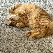 Nala is registered to the contest to win money with this photo: adorable, animal, carpet, cat, cozy, cute, domestic_cat, feline, fluffy, fur, indoor, nap, orange_cat, paw, pet, relaxed, resting, sleeping, soft, whiskers