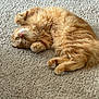 adorable, animal, carpet, cat, cozy, cute, domestic_cat, feline, fluffy, fur, indoor, nap, orange_cat, paw, pet, relaxed, resting, sleeping, soft, whiskers
