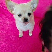 Aiko a rejoint le concours — aidez-le/la à gagner de superbes lots ! chihuahua, dog, puppy, pink_blanket, pet, small_dog, indoor, cute, ears, sitting, furry, animal, portrait, blur, out_of_focus, closeup, paws, blanket, domestic_animal, photobomb