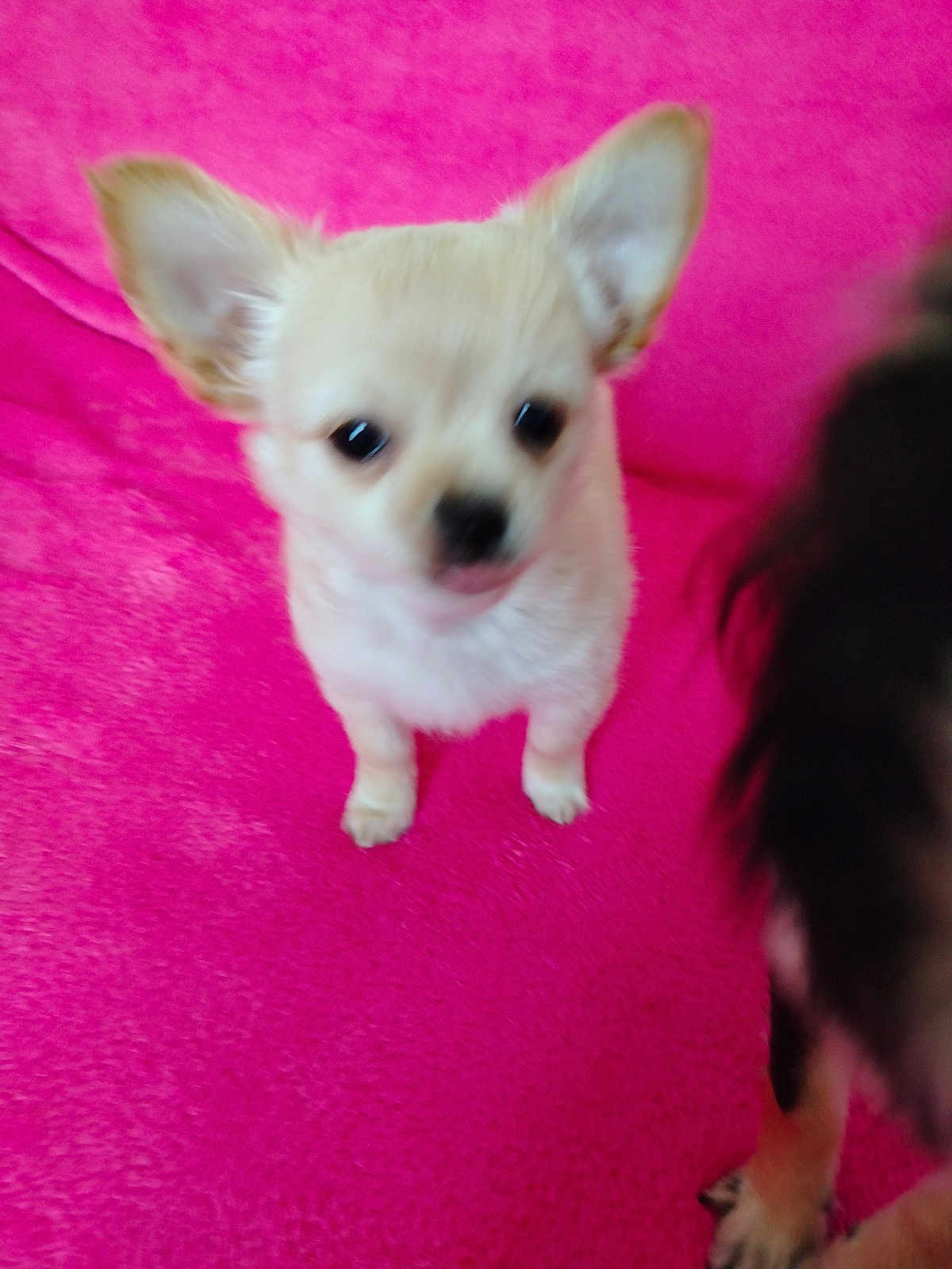 Aiko a rejoint le concours — aidez-le/la à gagner de superbes lots ! chihuahua, dog, puppy, pink_blanket, pet, small_dog, indoor, cute, ears, sitting, furry, animal, portrait, blur, out_of_focus, closeup, paws, blanket, domestic_animal, photobomb