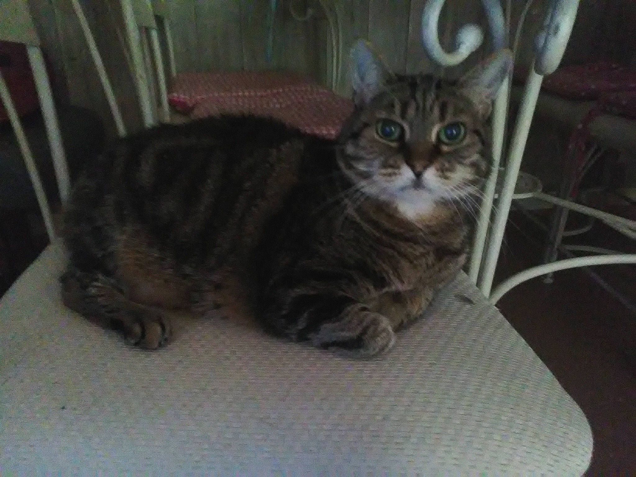 Fauve participe au concours pour gagner de l'argent avec cette photo : aegean_cat, american_shorthair, american_wirehair, asian, australian_mist, british_semi_longhair, california_spangled, carnivore, cat, domestic_short_haired_cat, dragon_li, european_shorthair, felidae, mammal, paw, small_to_medium_sized_cats, tabby_cat, tail, vertebrate, whiskers