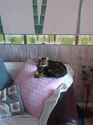 Fauve participe au concours pour gagner de l'argent avec cette photo : american_shorthair, black_cat, cat, domestic_short_haired_cat, felidae, kitten, maine_coon, norwegian_forest_cat, room, small_to_medium_sized_cats, whiskers