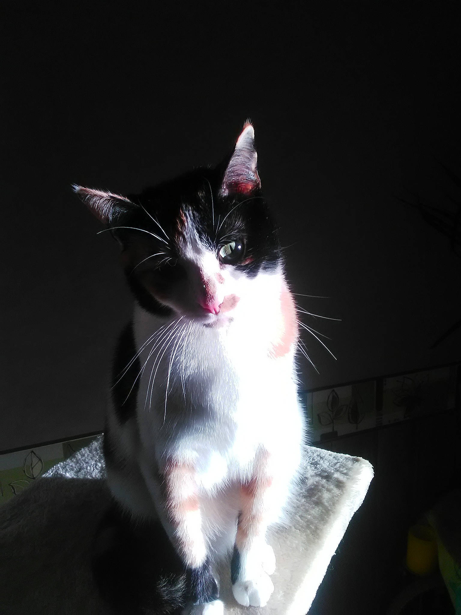 Nuance participe au concours pour gagner de l'argent avec cette photo : black_and_white, carnivore, cat, domestic_short_haired_cat, ear, eye, felidae, fur, kitten, night, polydactyl_cat, sky, small_to_medium_sized_cats, snout, tail, whiskers