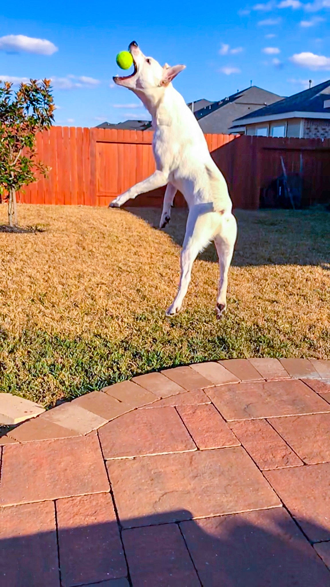 Baylor is registered to the contest to win money with this photo: canidae, carnivore, cretan_hound, dog, dog_breed, dogo_guatemalteco, fawn, labrador_retriever, mammal, non_sporting_group, retriever, sporting_group, tail, vertebrate, white_shepherd