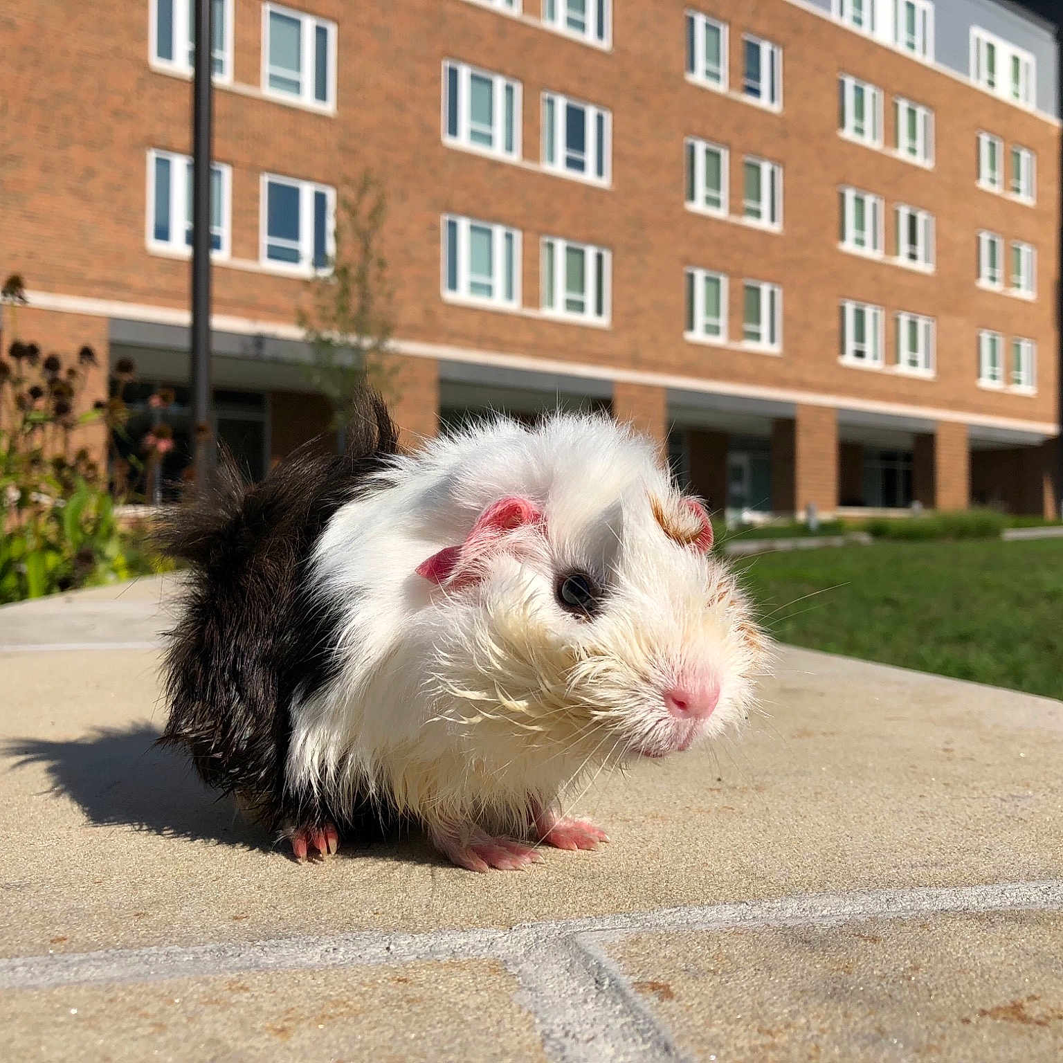 Lola joined the competition — help win amazing prizes! fauna, guinea_pig, mammal, rodent, snout, whiskers