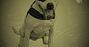 Rafale participe au concours pour gagner de l'argent avec cette photo : animal, black_patch, canine, dog, ears, friendly, happy, isolated, muzzle, old_photo_effect, panting, pet, portrait, scratches, sepia, sitting, studio, tongue_out, vignette, vintage