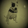 animal, black_patch, canine, dog, ears, friendly, happy, isolated, muzzle, old_photo_effect, panting, pet, portrait, scratches, sepia, sitting, studio, tongue_out, vignette, vintage