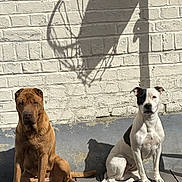 Rafale a rejoint le concours — aidez-le/la à gagner de superbes lots ! animal, background, basketball_hoop_shadow, black_patch, brick_wall, brown_dog, calm, daylight, dog, obedient, outdoor, pet, quiet, shadow, sitting, sunlight, two_dogs, wall, white_dog, wooden_deck