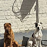 animal, background, basketball_hoop_shadow, black_patch, brick_wall, brown_dog, calm, daylight, dog, obedient, outdoor, pet, quiet, shadow, sitting, sunlight, two_dogs, wall, white_dog, wooden_deck