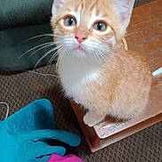 Cheeto is registered to the contest to win money with this photo: animal, carpet, cat, closeup, curious, cute, feline, glove, indoor, kitten, orange_cat, patterned_carpet, pet, pink_cloth, small_animal, table, teal_glove, whiskers, white_cat, wooden_table
