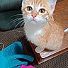 kitten, cat, orange_cat, white_cat, pet, animal, cute, whiskers, table, wooden_table, carpet, patterned_carpet, glove, teal_glove, pink_cloth, indoor, curious, closeup, small_animal, feline