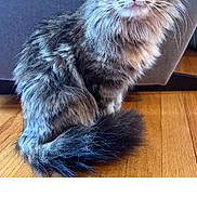 Caluna is registered to the contest to win money with this photo: cat, tabby, fluffy, indoor, wooden_floor, couch, pet, feline, animal, sitting, curious, gray, fur, whiskers, ears, tail, closeup, portrait, domestic, cute