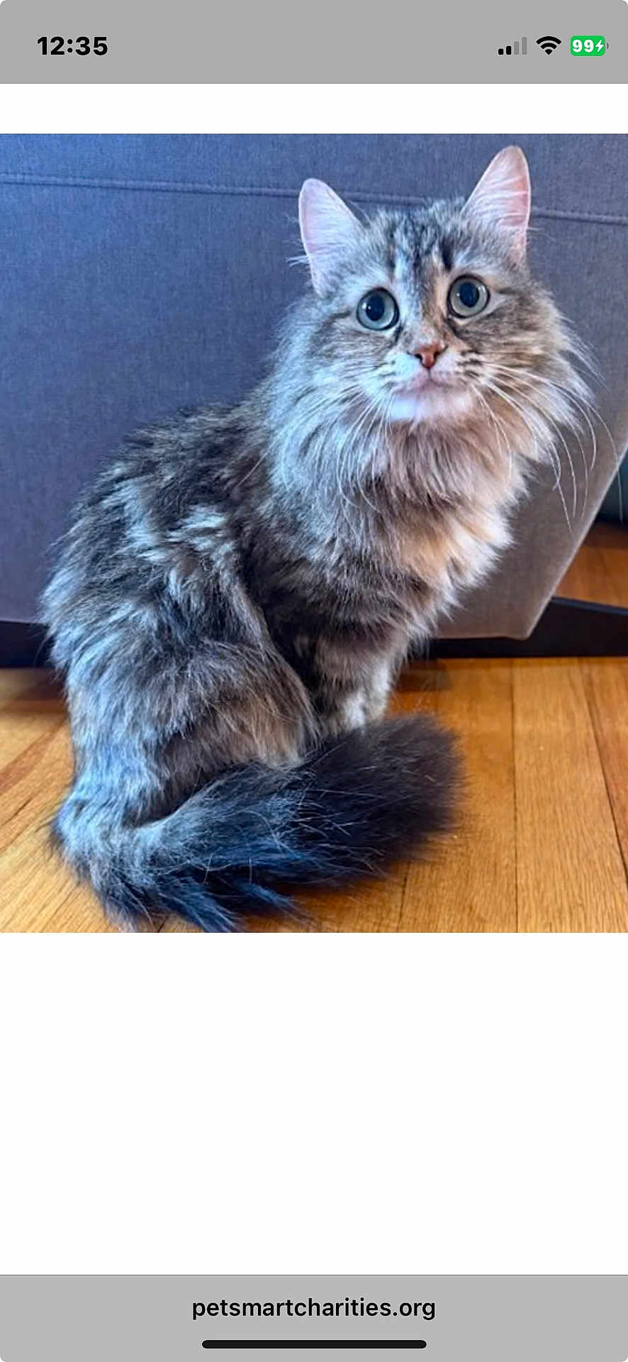 Caluna is registered to the contest to win money with this photo: cat, tabby, fluffy, indoor, wooden_floor, couch, pet, feline, animal, sitting, curious, gray, fur, whiskers, ears, tail, closeup, portrait, domestic, cute