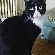 Minette participe au concours pour gagner de l'argent avec cette photo : cat, black_and_white, sitting, indoor, furniture, couch, radiator, pet, animal, whiskers, yellow_eyes, fur, looking, alert, paw, floor, home, domestic_cat, portrait, mammal