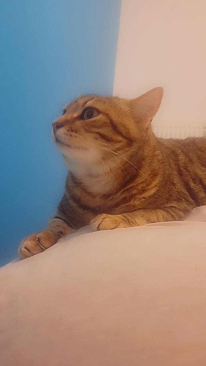 Chipie participe au concours pour gagner de l'argent avec cette photo : carnivore, cat, comfort, domestic_short_haired_cat, eye, fawn, felidae, flooring, fur, gesture, iris, paw, sitting, small_to_medium_sized_cats, snout, tail, terrestrial_animal, whiskers, window, wood