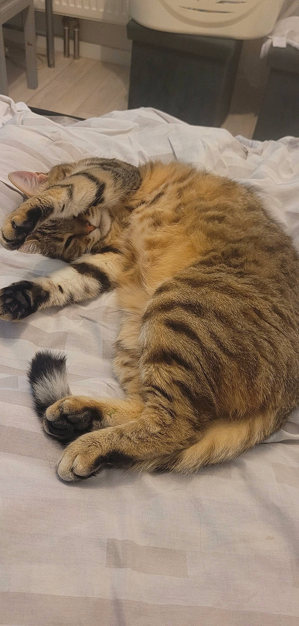 Chipie participe au concours pour gagner de l'argent avec cette photo : carnivore, cat, claw, comfort, domestic_short_haired_cat, duvet, fawn, felidae, fur, hardwood, nap, paw, sleep, small_to_medium_sized_cats, snout, tail, terrestrial_animal, whiskers, wildlife, wood