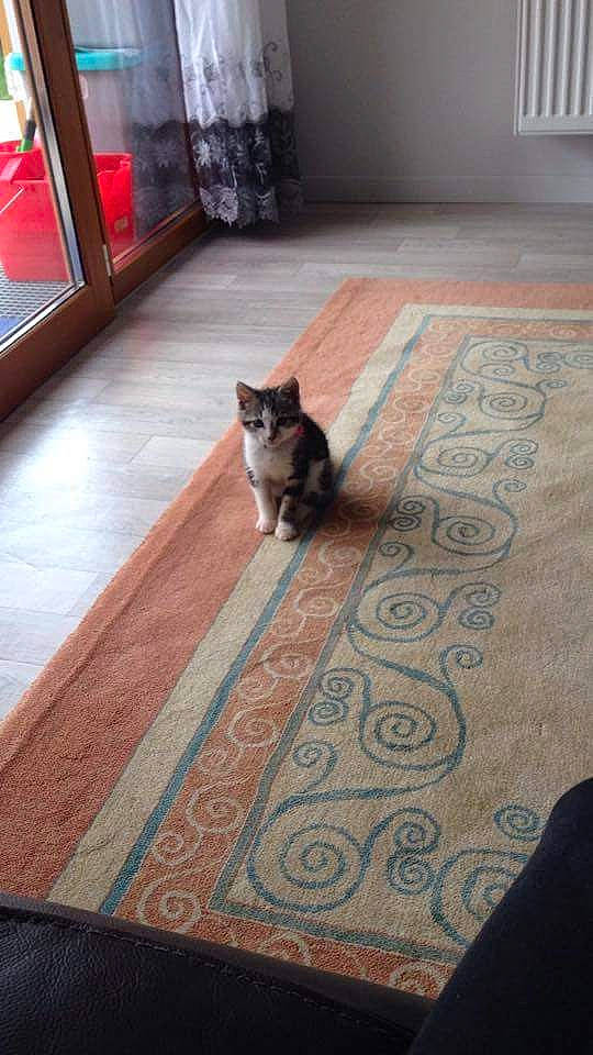 Lina a rejoint le concours — aidez-le/la à gagner de superbes lots ! brown, carnivore, carpet, cat, door, felidae, floor, flooring, grey, hardwood, pattern, prayer_rug, road_surface, room, small_to_medium_sized_cats, tail, tile, wall, whiskers, wood