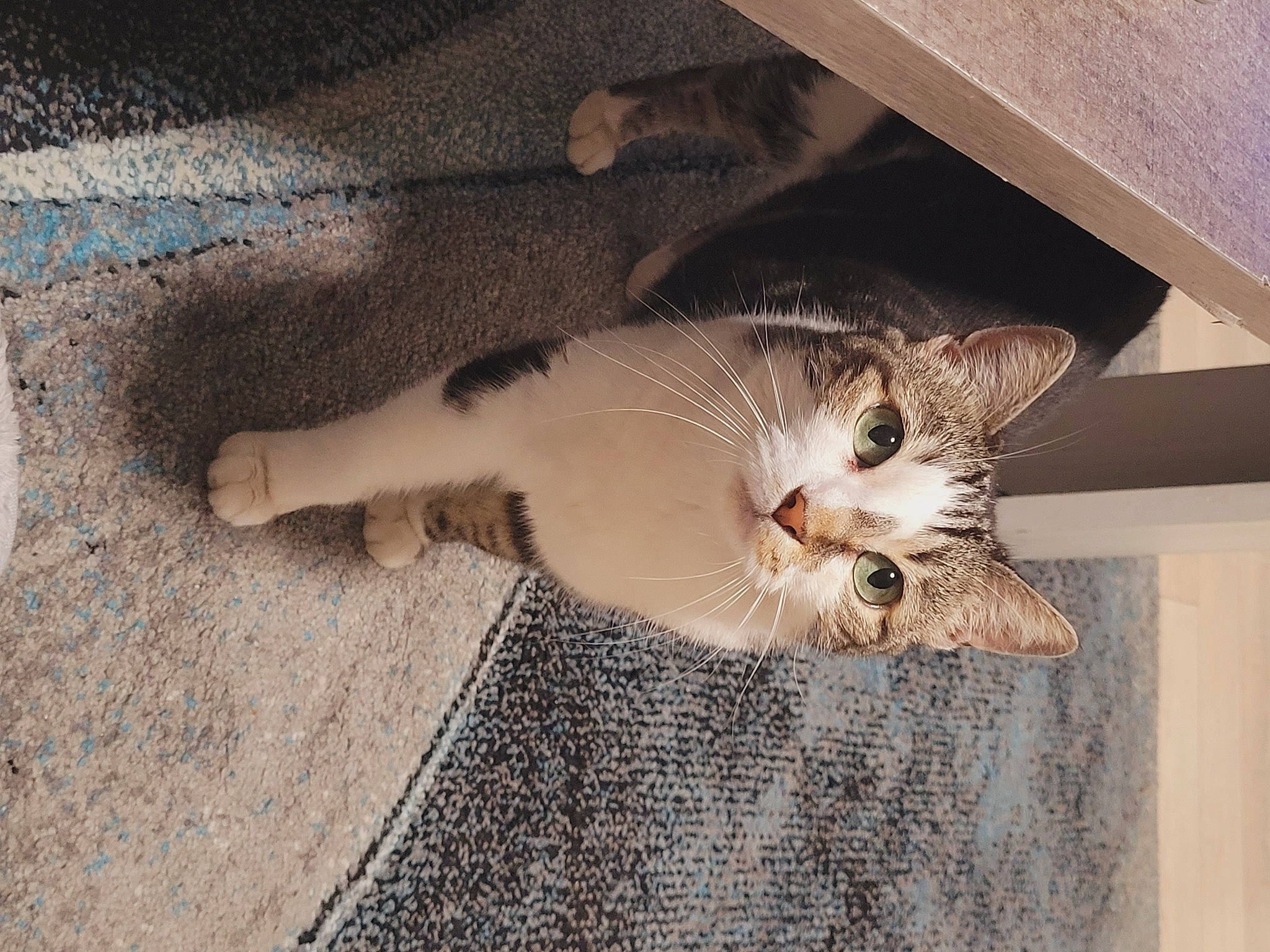 Chipie a rejoint le concours — aidez-le/la à gagner de superbes lots ! canidae, carnivore, cat, claw, domestic_short_haired_cat, fawn, felidae, flooring, fur, hardwood, paw, small_to_medium_sized_cats, snout, tail, whiskers, wood