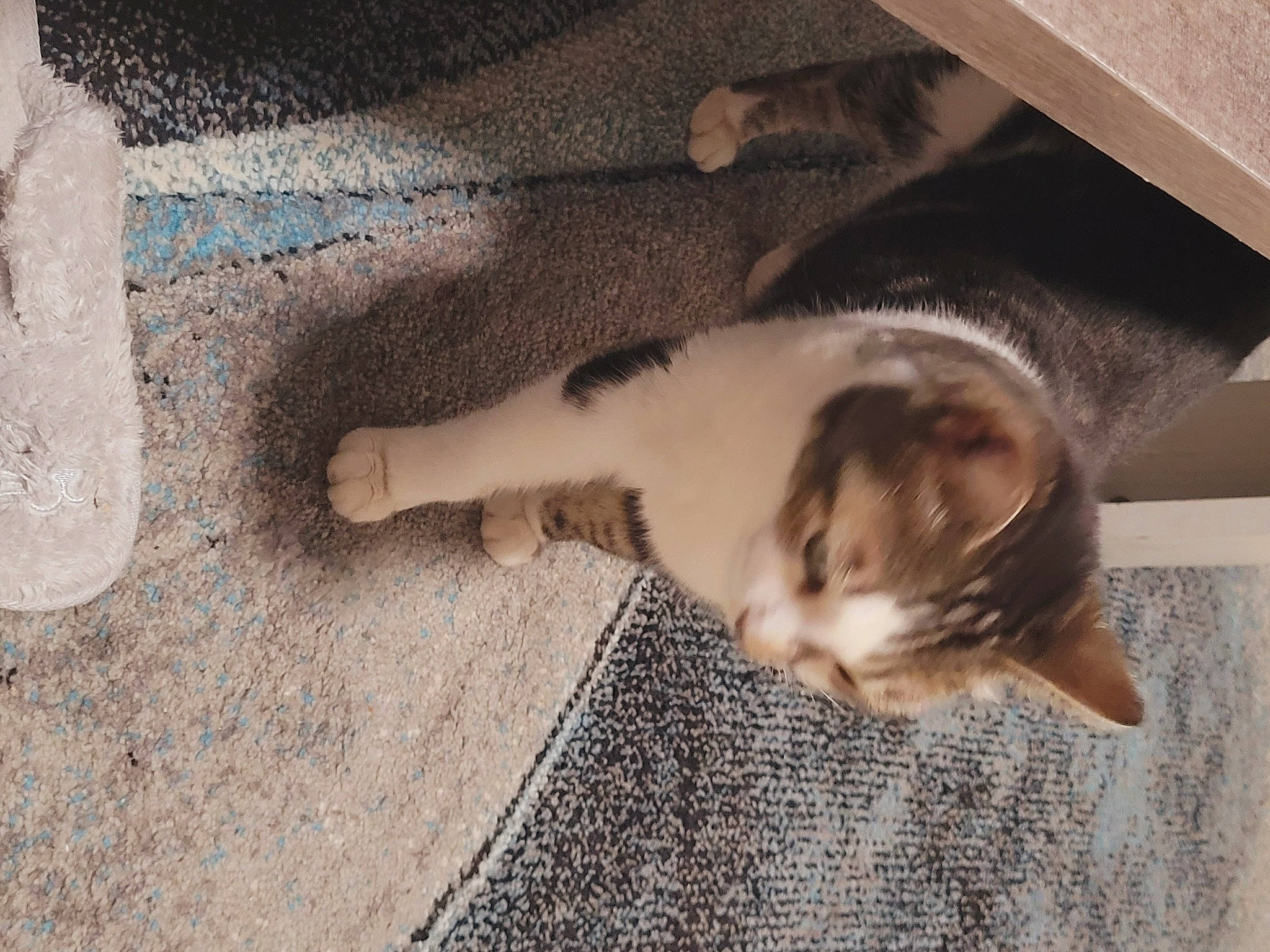 Chipie a rejoint le concours — aidez-le/la à gagner de superbes lots ! carnivore, cat, comfort, dog_breed, domestic_short_haired_cat, ear, eye, fawn, felidae, floor, flooring, fur, hardwood, leg, paw, small_to_medium_sized_cats, snout, tail, whiskers, wood