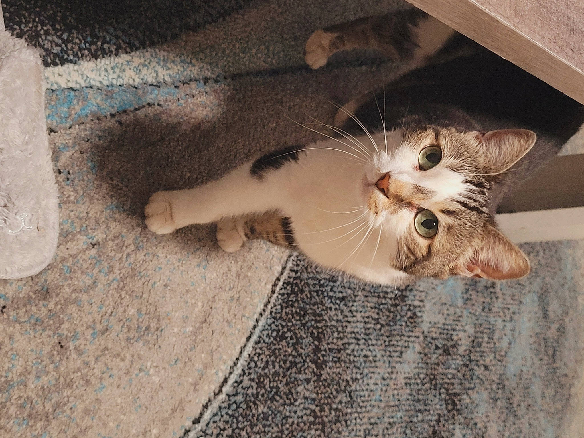 Chipie a rejoint le concours — aidez-le/la à gagner de superbes lots ! canidae, carnivore, cat, claw, comfort, domestic_short_haired_cat, fawn, felidae, flooring, foot, fur, human_leg, nail, paw, small_to_medium_sized_cats, snout, tail, toe, whiskers, wood