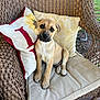 Toby joined the competition — help win amazing prizes! puppy, dog, wicker_chair, cushion, pillow, sunflower, outdoor, pet, cute, young_dog, animal, fur, sitting, head_tilt, brown_fur, black_nose, grass, garden, decorative_pillow, portrait
