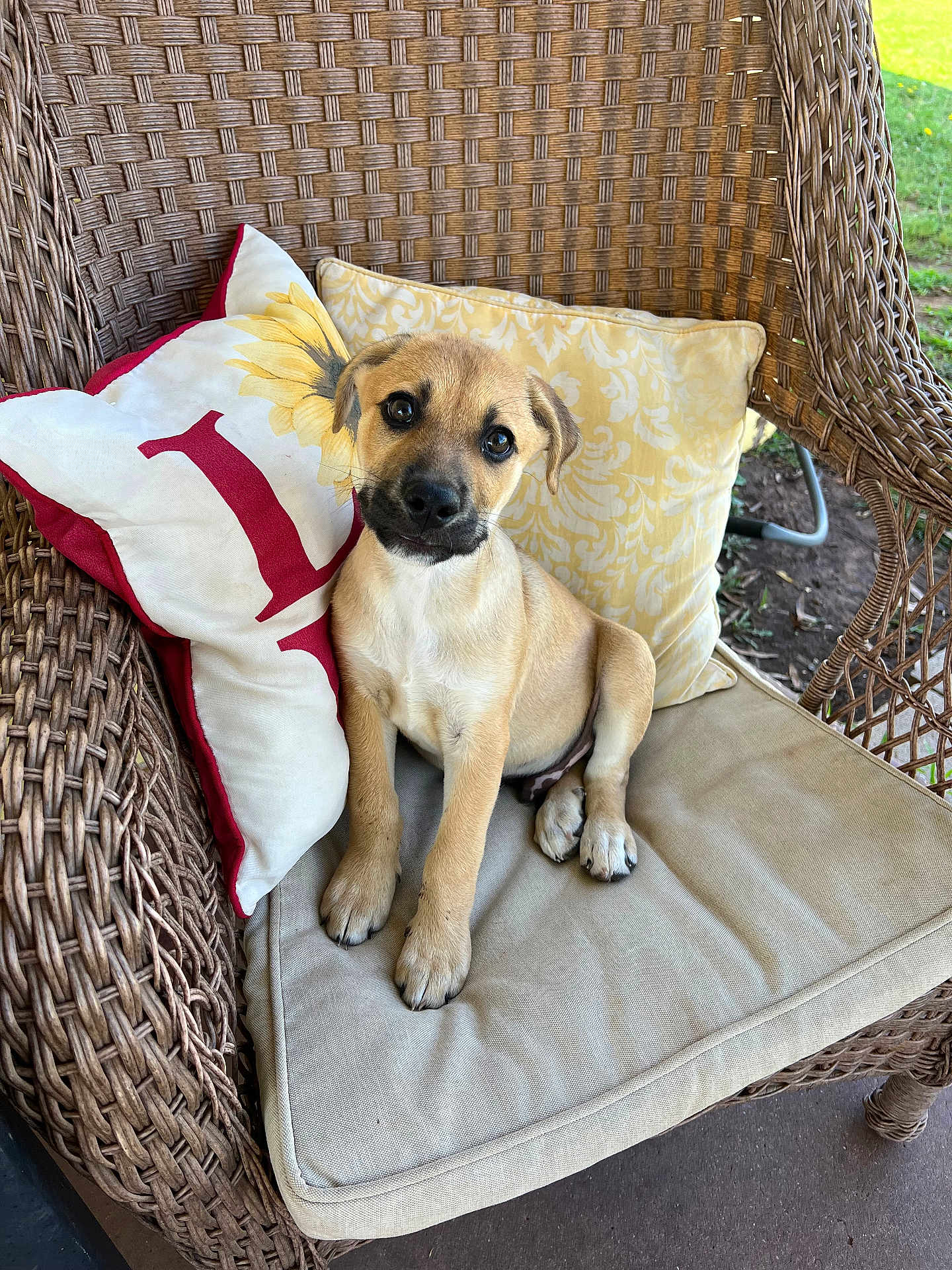 Toby joined the competition — help win amazing prizes! puppy, dog, wicker_chair, cushion, pillow, sunflower, outdoor, pet, cute, young_dog, animal, fur, sitting, head_tilt, brown_fur, black_nose, grass, garden, decorative_pillow, portrait