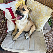 Toby joined the competition — help win amazing prizes! puppy, dog, chair, cushion, wicker, pillow, sunflower, happy, tongue_out, pet, cute, smiling, indoor, animal, sitting, fur, ears, nose, paw, home