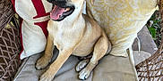 Toby joined the competition — help win amazing prizes! animal, chair, cushion, cute, dog, ears, fur, happy, home, indoor, nose, paw, pet, pillow, puppy, sitting, smiling, sunflower, tongue_out, wicker