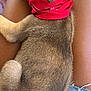 Toby is registered to the contest to win money with this photo: puppy, dog, sleeping, bandana, red, fur, pet, lap, human_leg, denim, shorts, relaxation, cute, animal, companion, outdoor, brown, adorable, resting, closeup