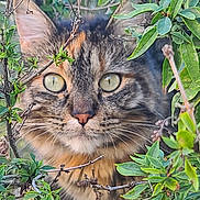 Bria is registered to the contest to win money with this photo: cat, tabby_cat, animal, pet, feline, wildlife, greenery, leaves, branches, outdoor, nature, closeup, eyes, whiskers, fur, curious, camouflage, portrait, focus, watchful