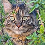 cat, tabby_cat, animal, pet, feline, wildlife, greenery, leaves, branches, outdoor, nature, closeup, eyes, whiskers, fur, curious, camouflage, portrait, focus, watchful