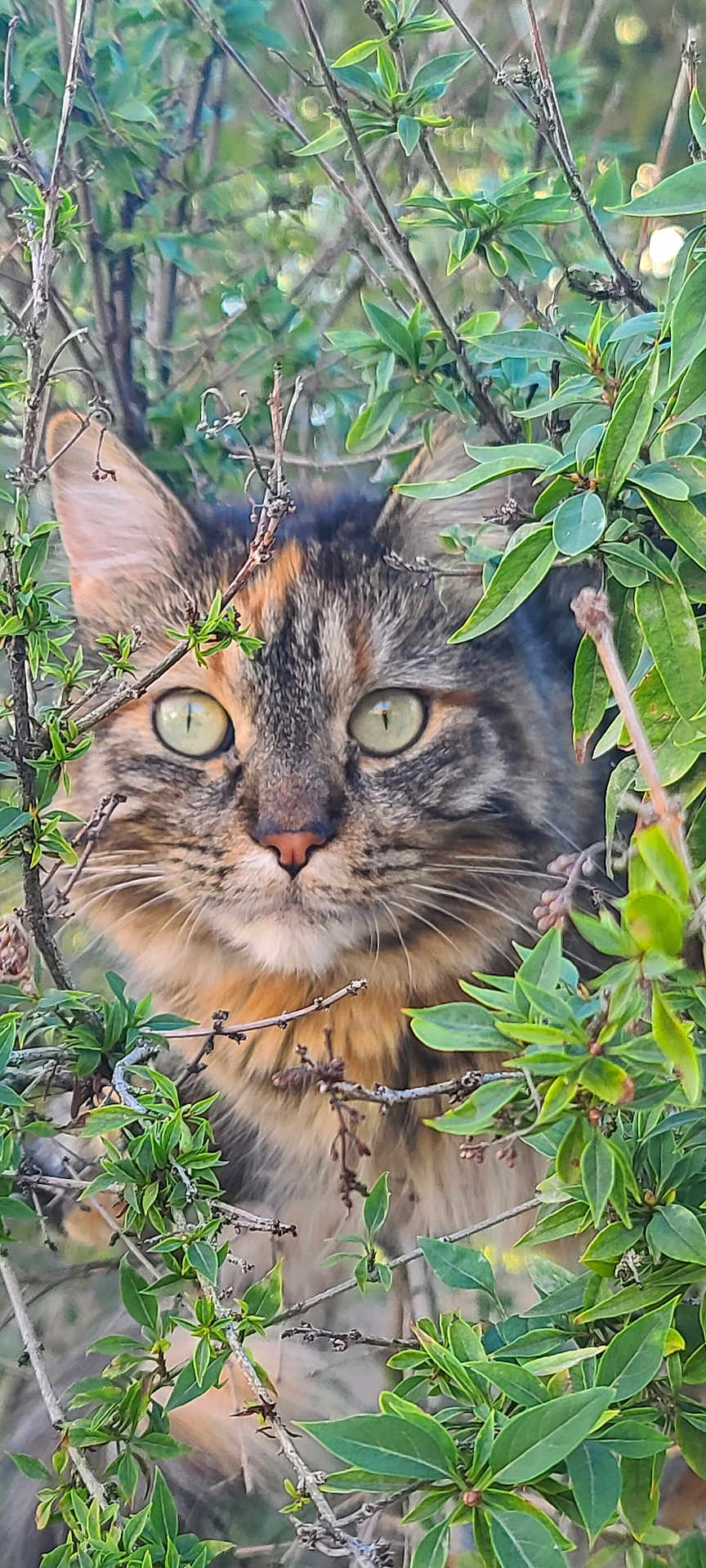 Bria is registered to the contest to win money with this photo: cat, tabby_cat, animal, pet, feline, wildlife, greenery, leaves, branches, outdoor, nature, closeup, eyes, whiskers, fur, curious, camouflage, portrait, focus, watchful