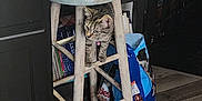 Mabel is registered to the contest to win money with this photo: basket, books, cabinet, cat, collar, curious, dog_food_bag, domestic_cat, floor, flooring, furniture, indoor, kitten, pet, playful, shelf, snacks, tabby_cat, wood, wooden_stool