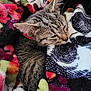 animal, blanket, colorful, comfort, cozy, cute, fleece, fur, indoor, kitten, nap, patterned, peaceful, pet, resting, sleeping, soft, tabby, warm, whiskers