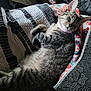 Mabel joined the competition — help win amazing prizes! animal, blanket, cat, comfortable, cozy, cute, domestic_cat, feline, fur, indoor, nap, pet, pillow, pink_collar, quilt, relaxed, resting, sleeping, striped, tabby_cat