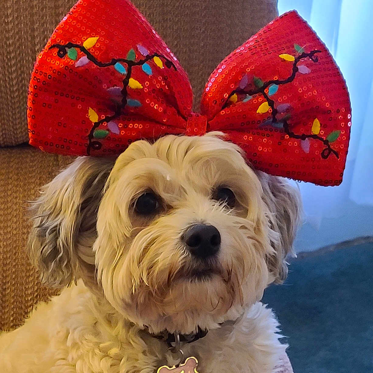 Bella joined the competition — help win amazing prizes! adorable, animal, bow, christmas_lights, collar, couch, cute, decor, dog, ears, face, fluffy, fur, holiday, indoor, pet, portrait, red_bow, sitting, white_fur