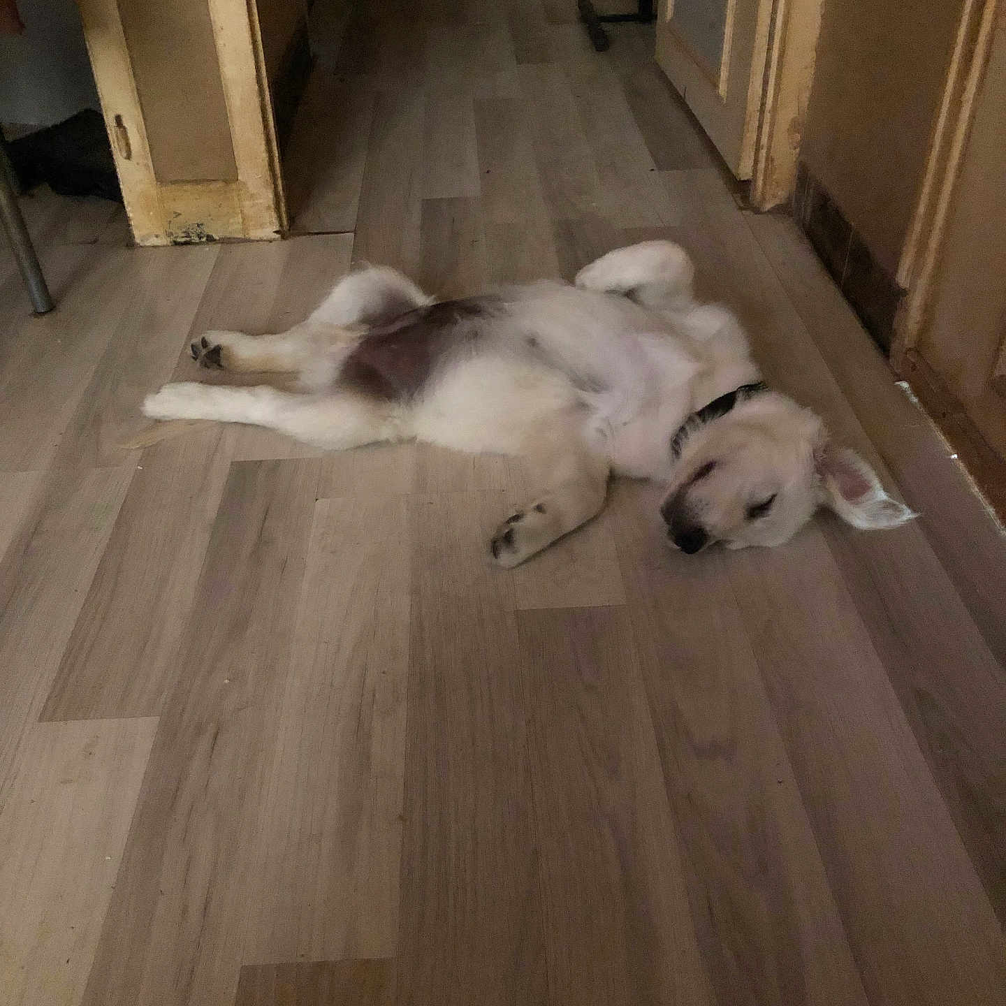 Baloo participe au concours pour gagner de l'argent avec cette photo : dog, puppy, sleeping, lying_down, belly_up, fluffy, white_dog, black_collar, paws, legs, ears, snout, wood_floor, hallway, indoors, home, doorways, relaxed, nap, funny_pose